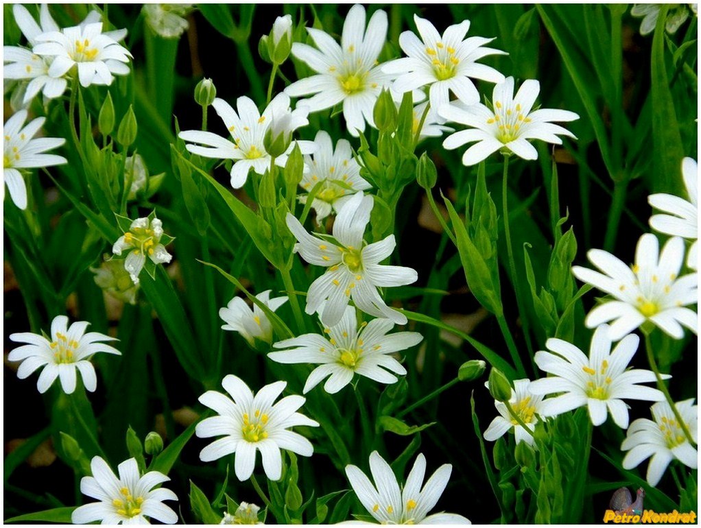 Image of Stellaria holostea specimen.