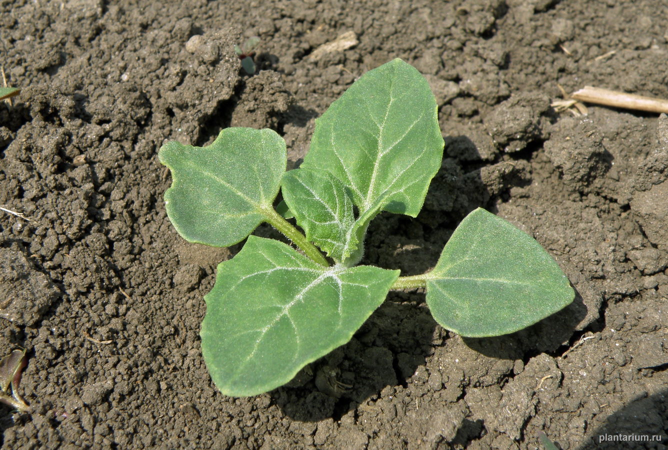 Image of Oxybasis urbica specimen.