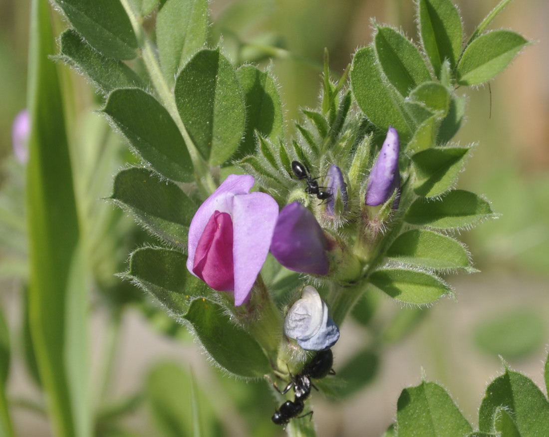 Изображение особи род Vicia.