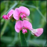 Lathyrus sylvestris. Цветки. Республика Татарстан, Волжско-Камский заповедник, июль 2006 г.