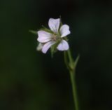 Geranium sibiricum. Цветок. Пермский край, г. Пермь, Кировский р-н, у основания фундамента жилого дома. 27.05.2017.