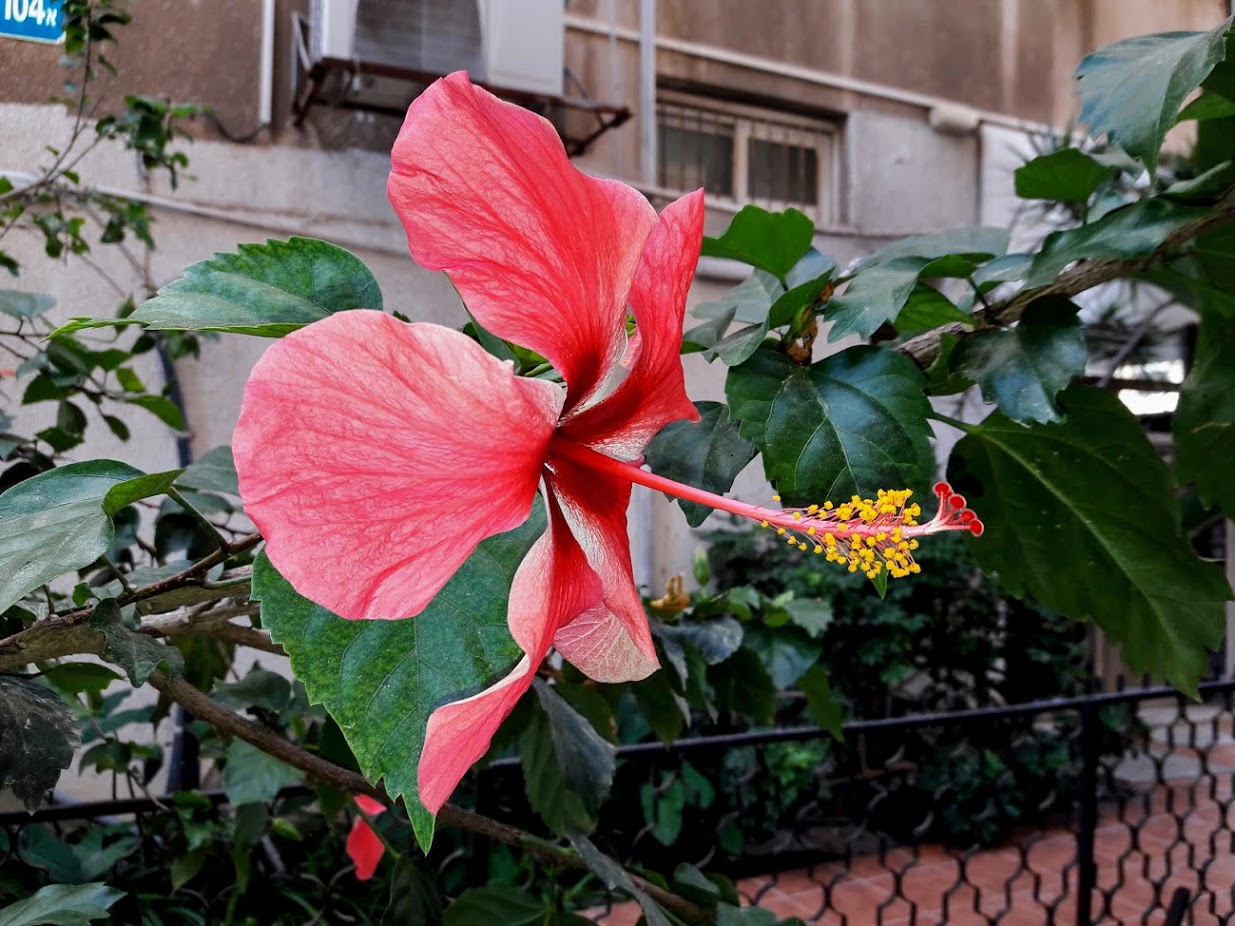 Изображение особи Hibiscus rosa-sinensis.