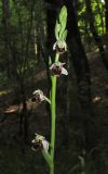 Ophrys oestrifera