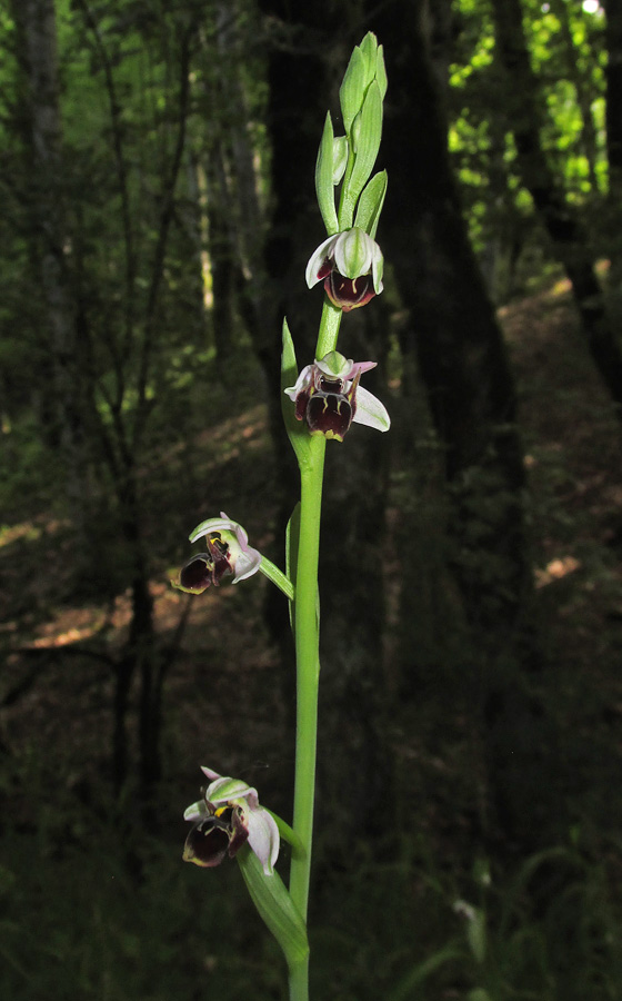 Изображение особи Ophrys oestrifera.