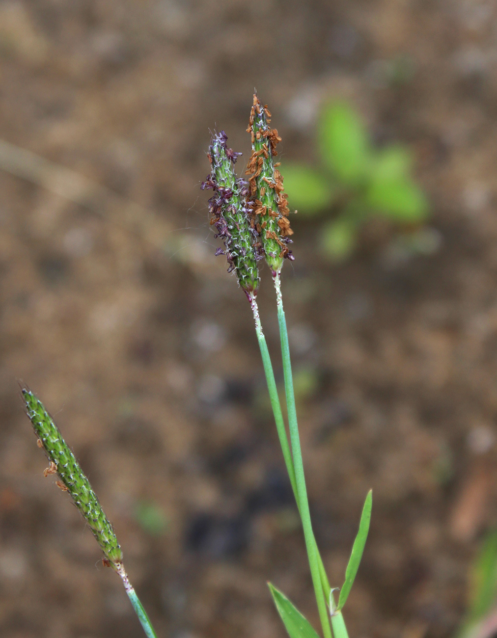 Image of Alopecurus geniculatus specimen.