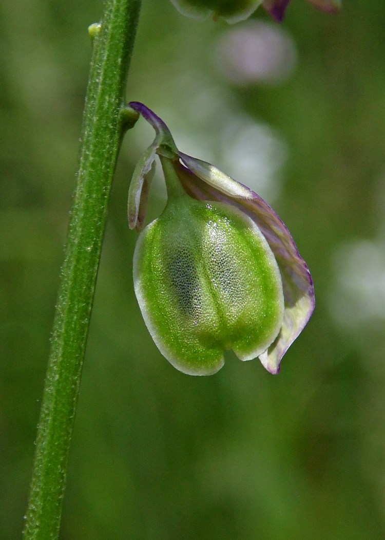 Image of Polygala major specimen.