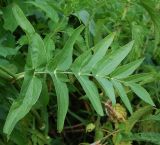 Sium latifolium