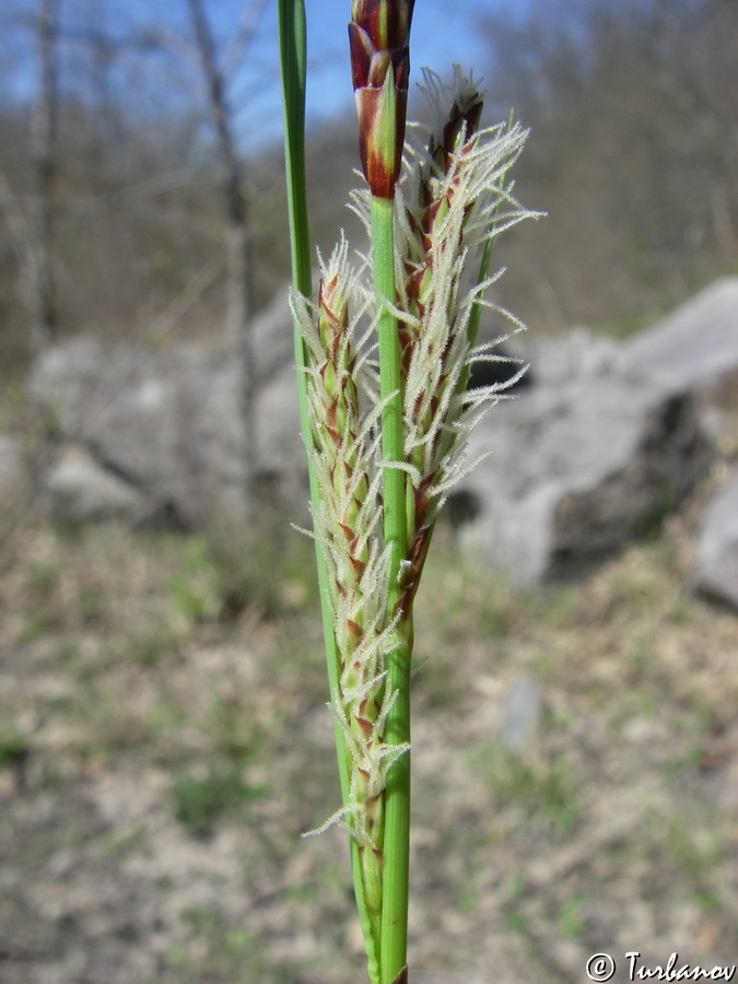 Image of genus Carex specimen.
