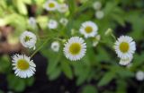 Erigeron annuus