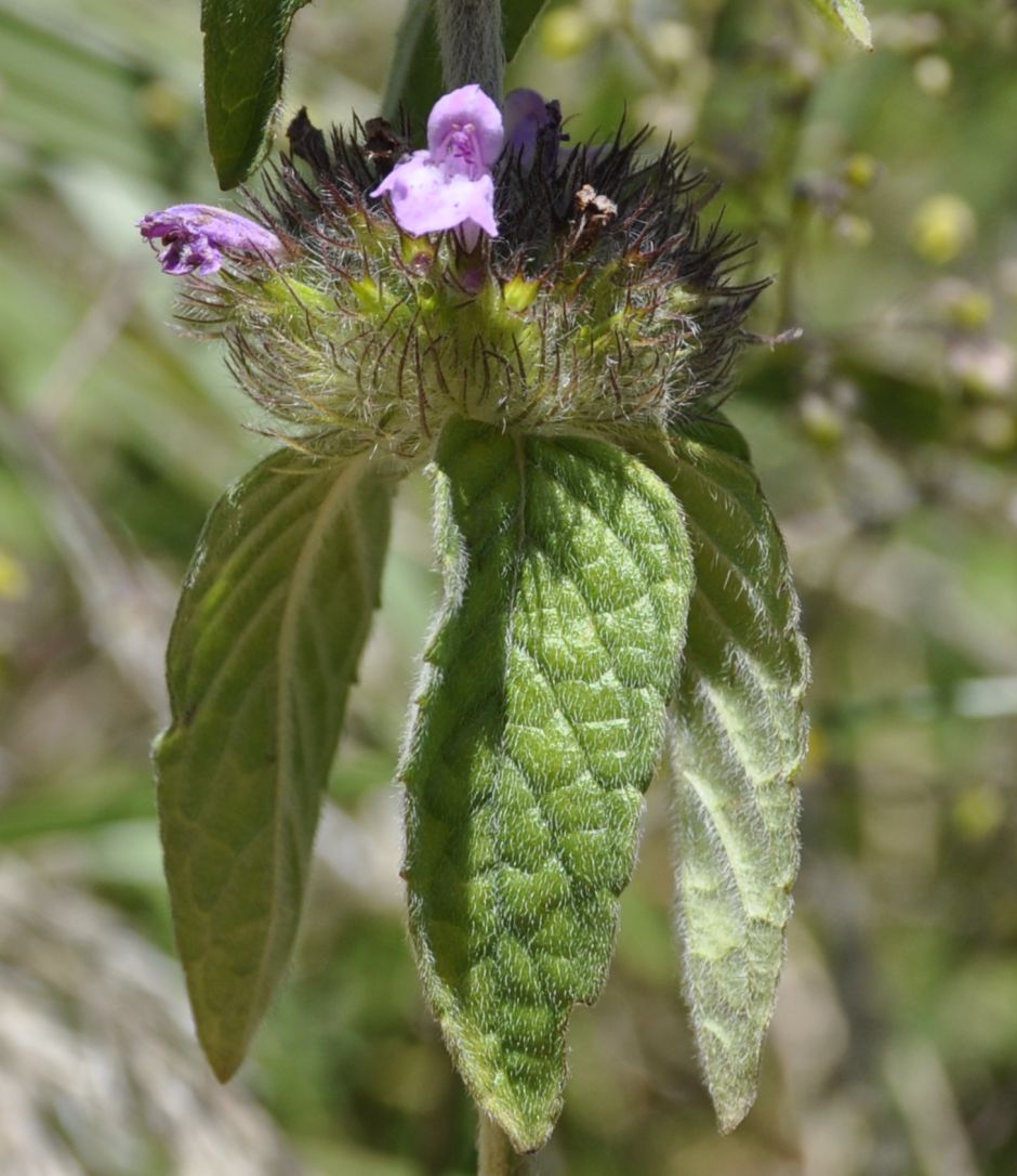 Image of Clinopodium orientale specimen.