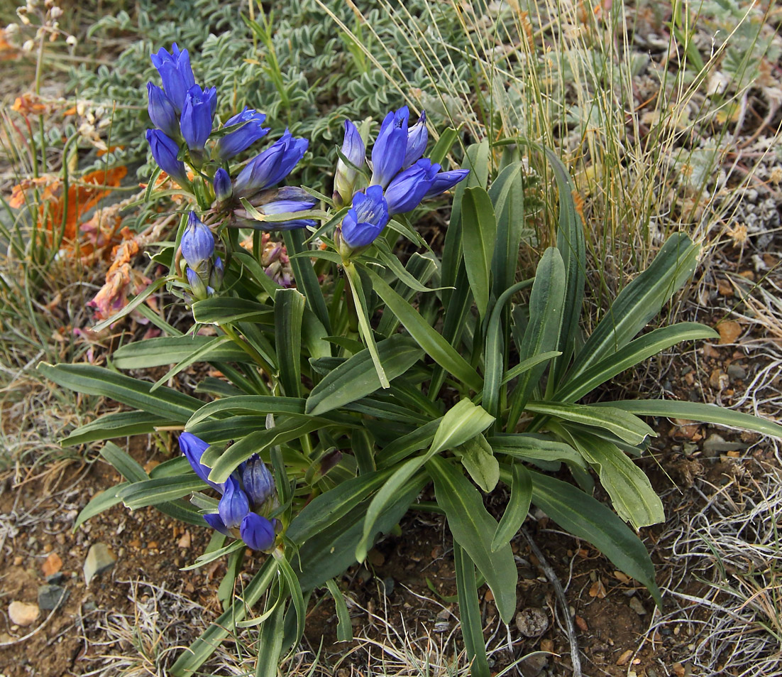 Изображение особи Gentiana decumbens.