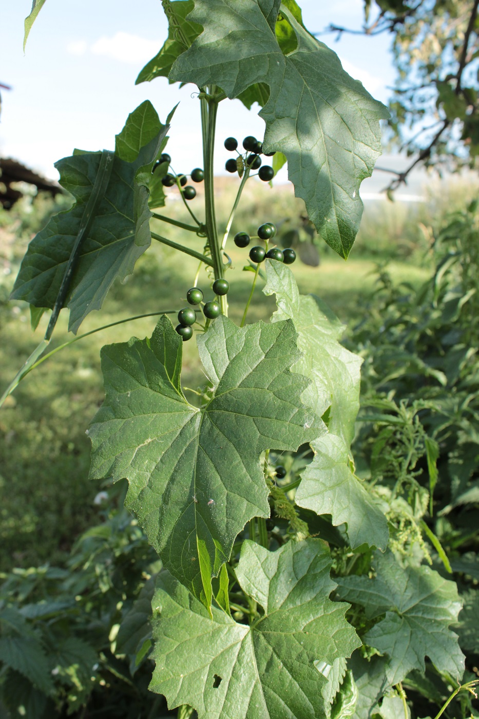 Image of Bryonia alba specimen.