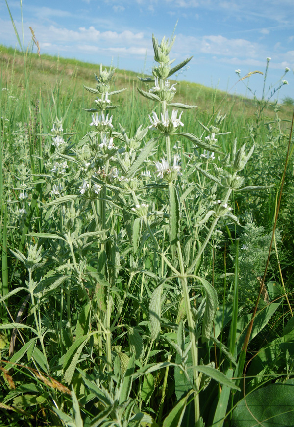 Image of Marrubium praecox specimen.