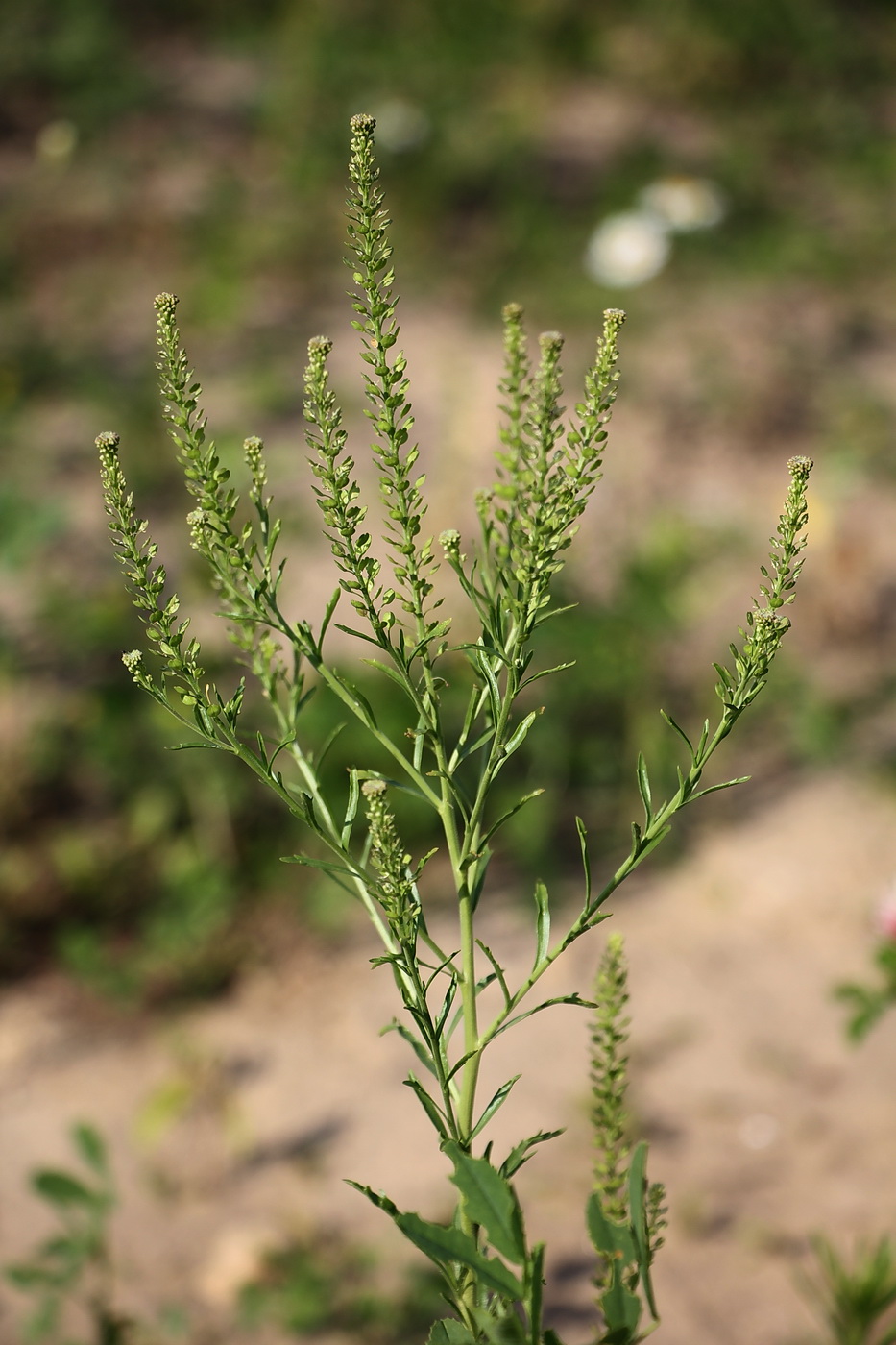 Image of Lepidium densiflorum specimen.