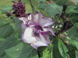 Datura metel