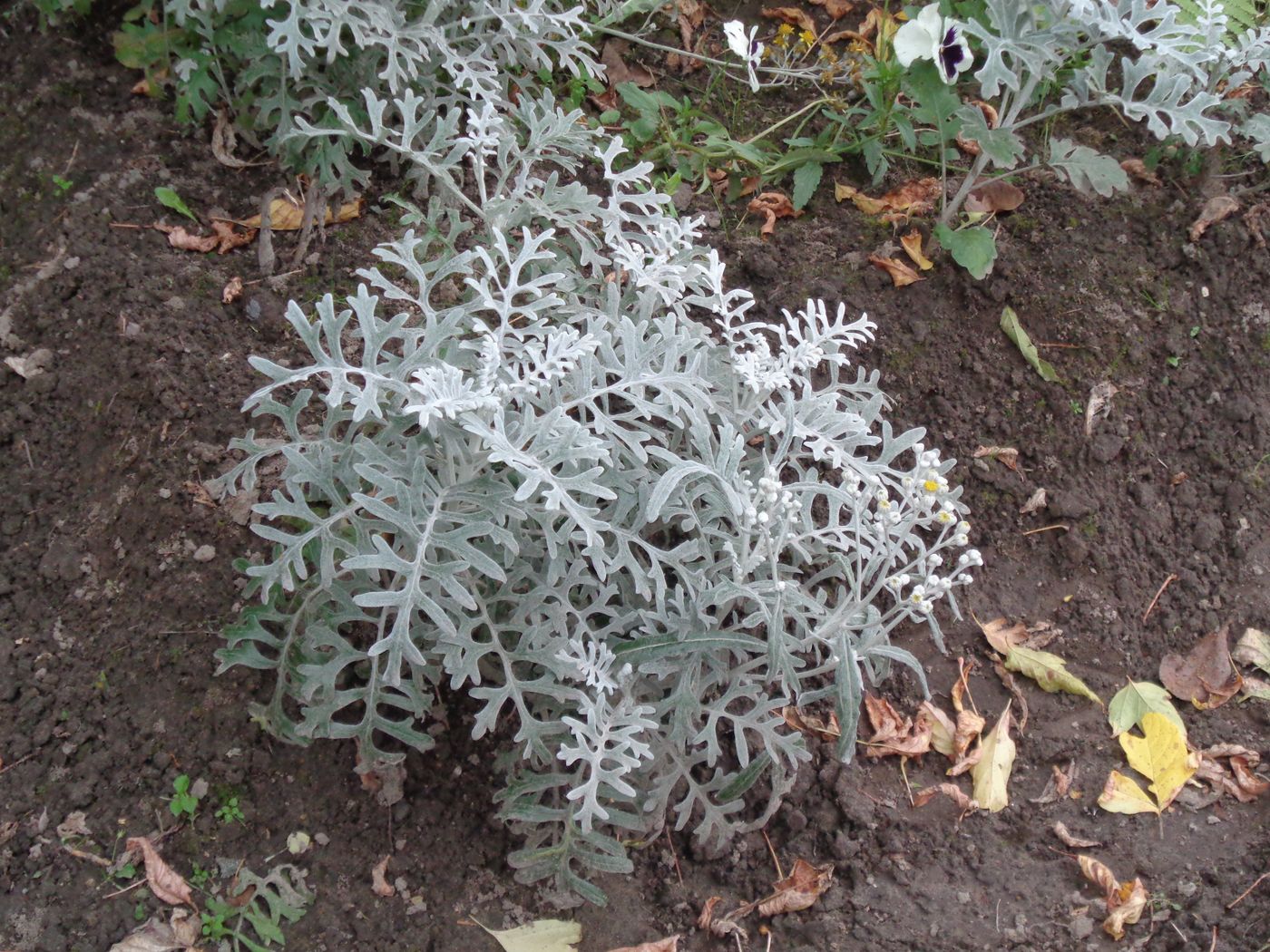 Изображение особи Senecio cineraria.