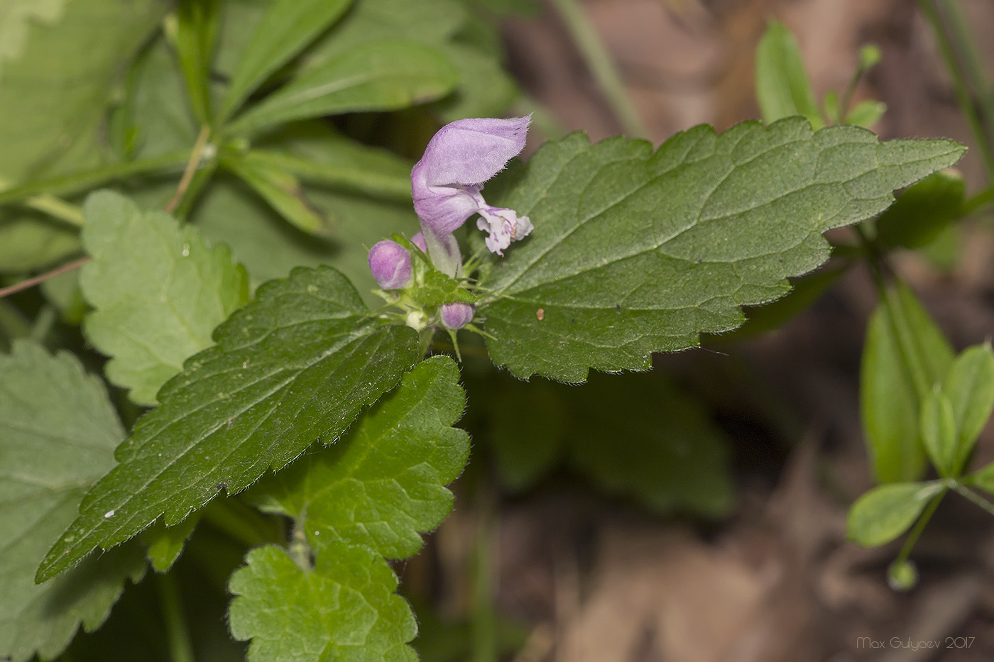 Image of Lamium maculatum specimen.
