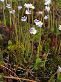 Pinguicula spathulata. Цветущие растения. Магаданская обл., окр. г. Магадан, п-ов Старицкого, мохово-кустарничковая тундра. 16.06.2013.