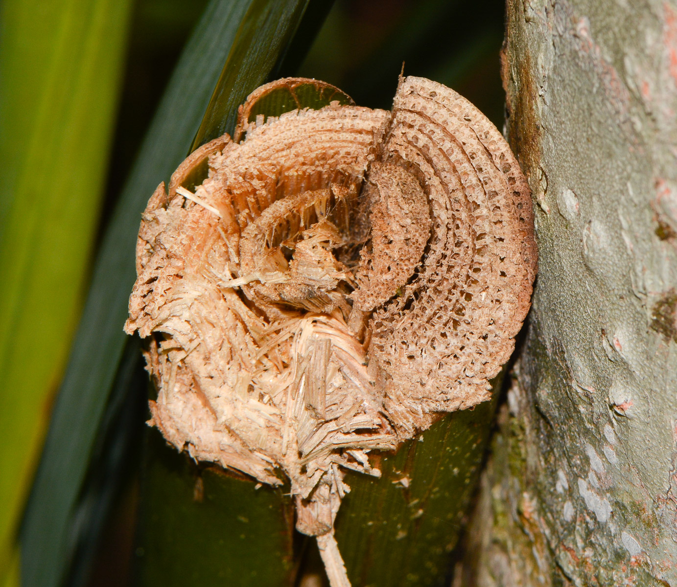 Image of Etlingera elatior specimen.