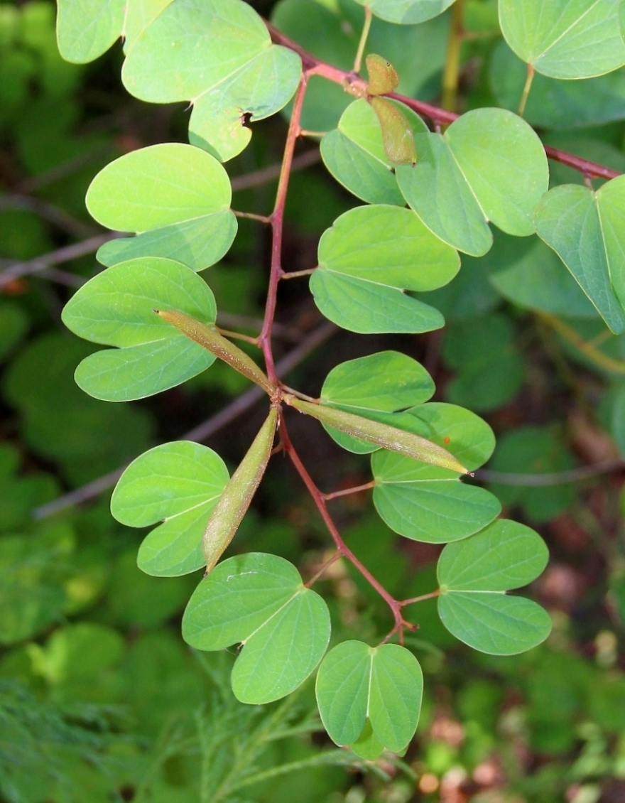 Изображение особи Bauhinia brachycarpa.