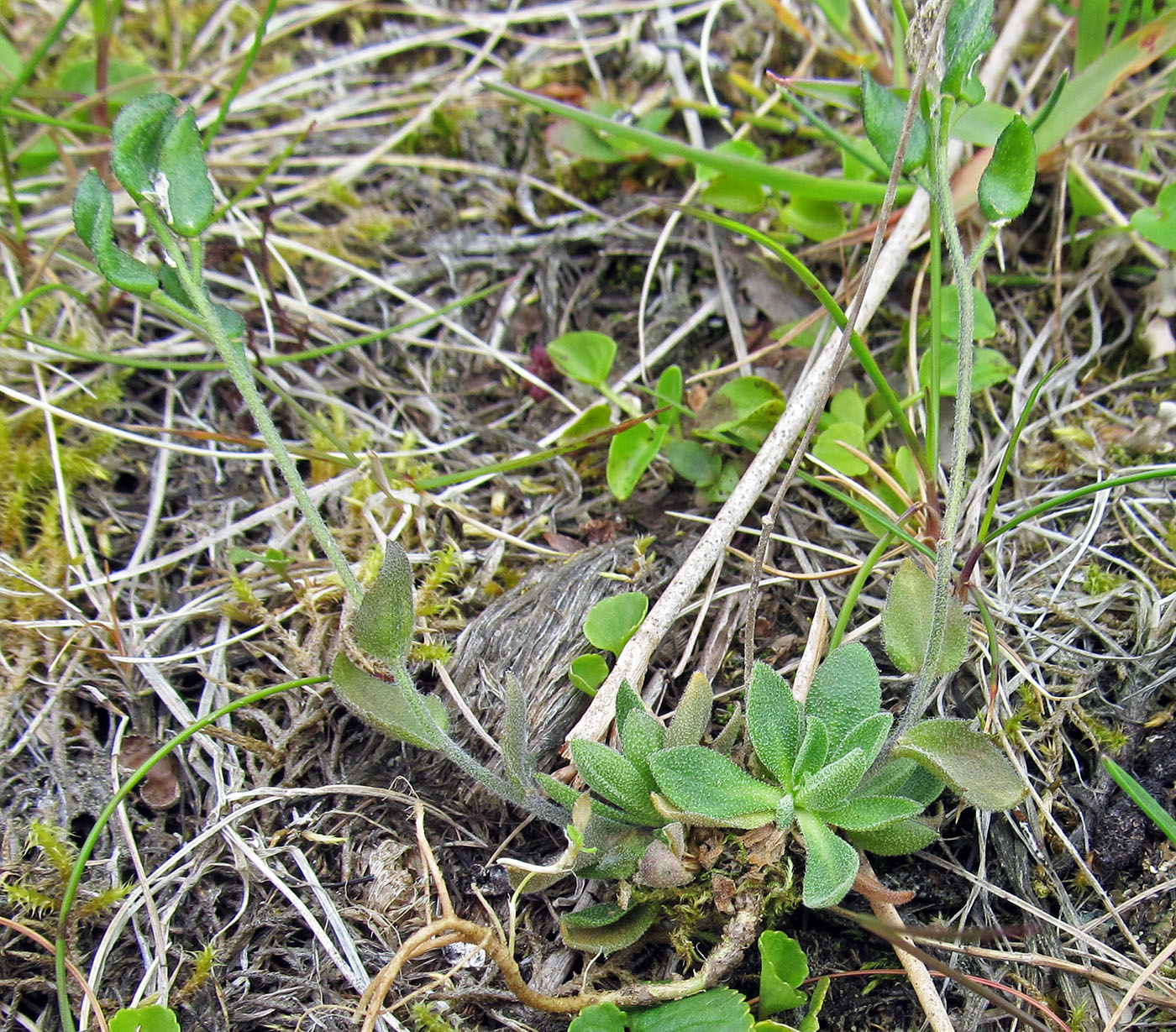 Изображение особи Draba borealis.