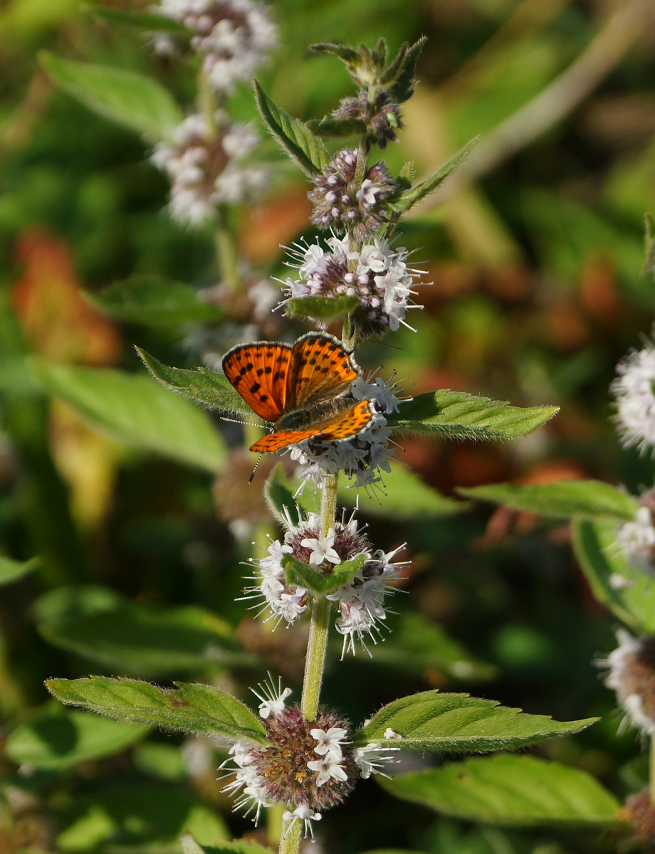 Image of Mentha arvensis specimen.