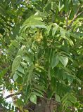 род Juglans