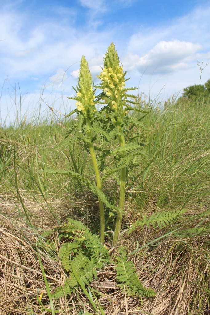 Изображение особи Pedicularis kaufmannii.