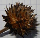 Image of taxon representative. Author is Анна Малыхина