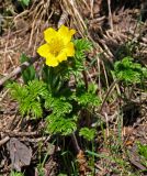 Pulsatilla aurea. Цветущее растение. Абхазия, Рицинский реликтовый национальный парк, гора Ацытаку, ≈ 2200 м н.у.м., субальпийский луг вблизи тающего снежника. 11.07.2017.