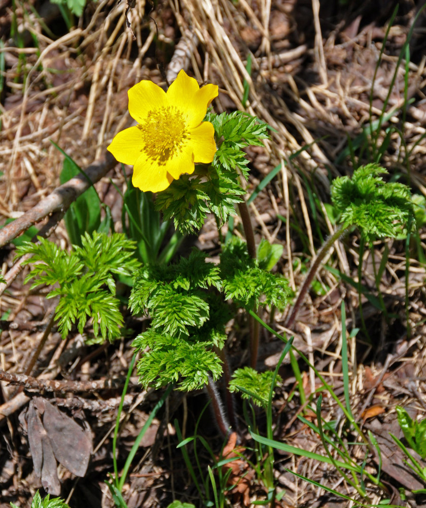 Изображение особи Pulsatilla aurea.