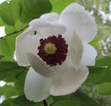 Magnolia sieboldii. Цветок с кормящимися жуками. Московская обл., в культуре. 22 июня 2017 г.