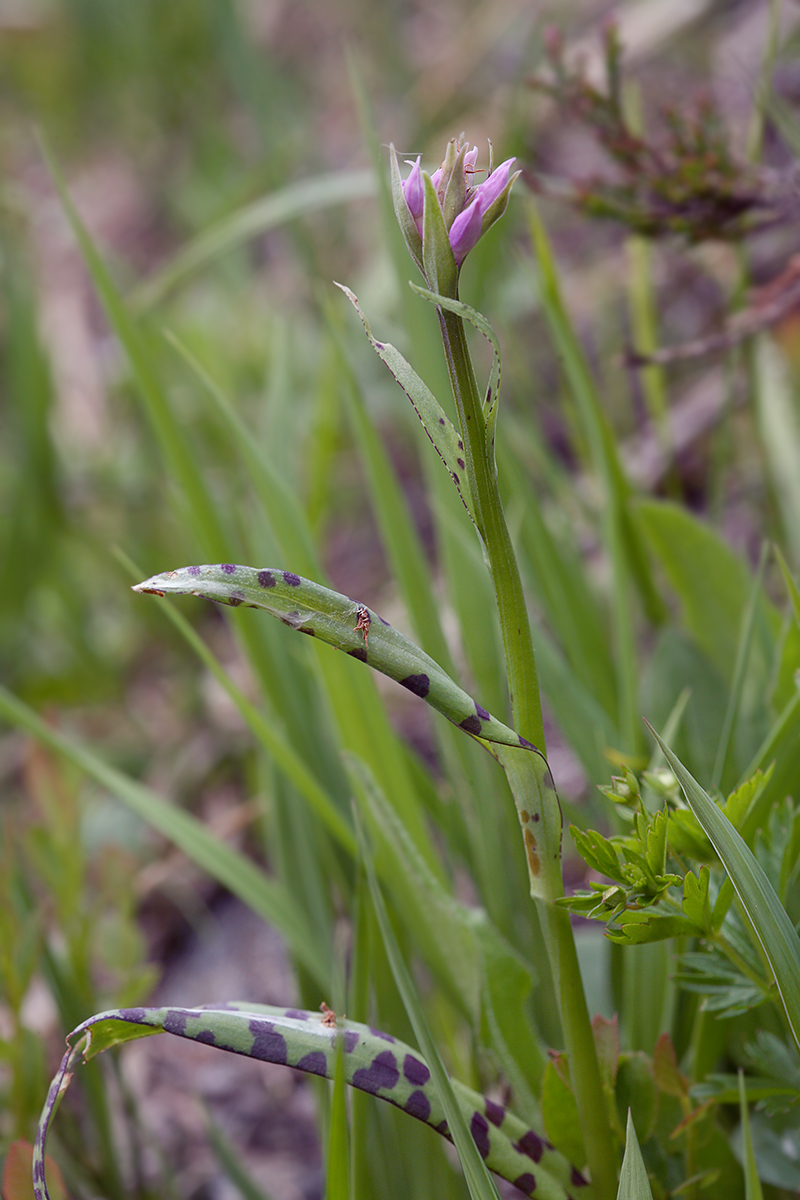 Изображение особи Dactylorhiza maculata.