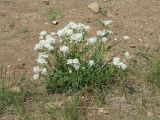 Smelowskia alba