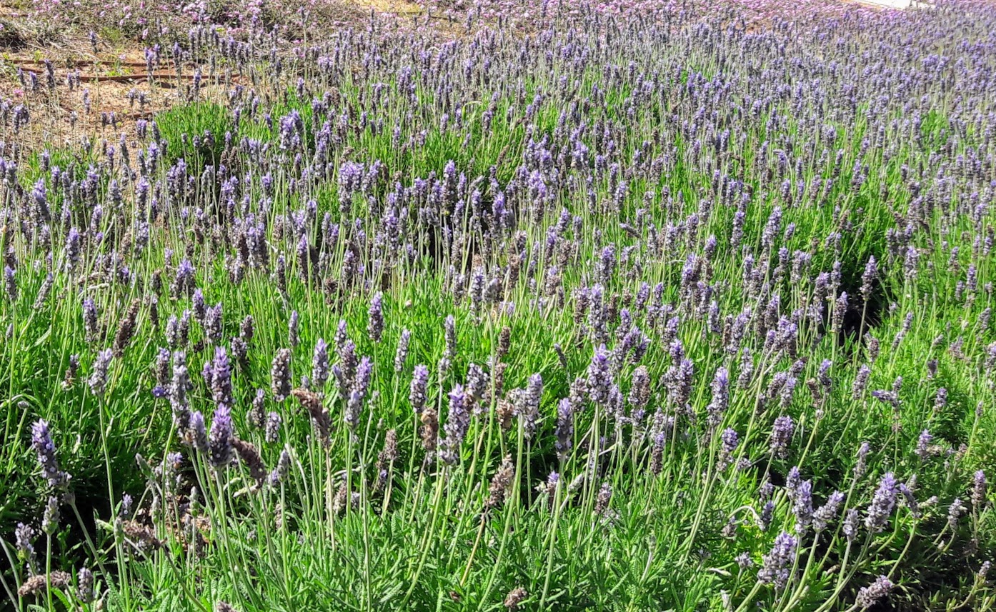 Изображение особи Lavandula dentata.