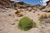 Azorella compacta. Взрослые растения. Боливия, подножие вулкана Ольягуе. 18.03.2014.