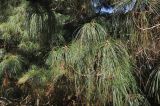 genus Pinus. Ветви. Китай, пров. Юньнань, окр. г. Дали, восточный склон горы Цаншань (Cangshan Mountain 苍山); ≈ 3000 м н.у.м., лес. 04.11.2016.
