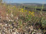 Trigonella spruneriana. Цветущие и плодоносящие растения. Крым, Севастополь, окр. Инкермана, Загайтанская скала, каменистый склон. 23.04.2018.