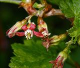 Ribes &times; nidigrolaria