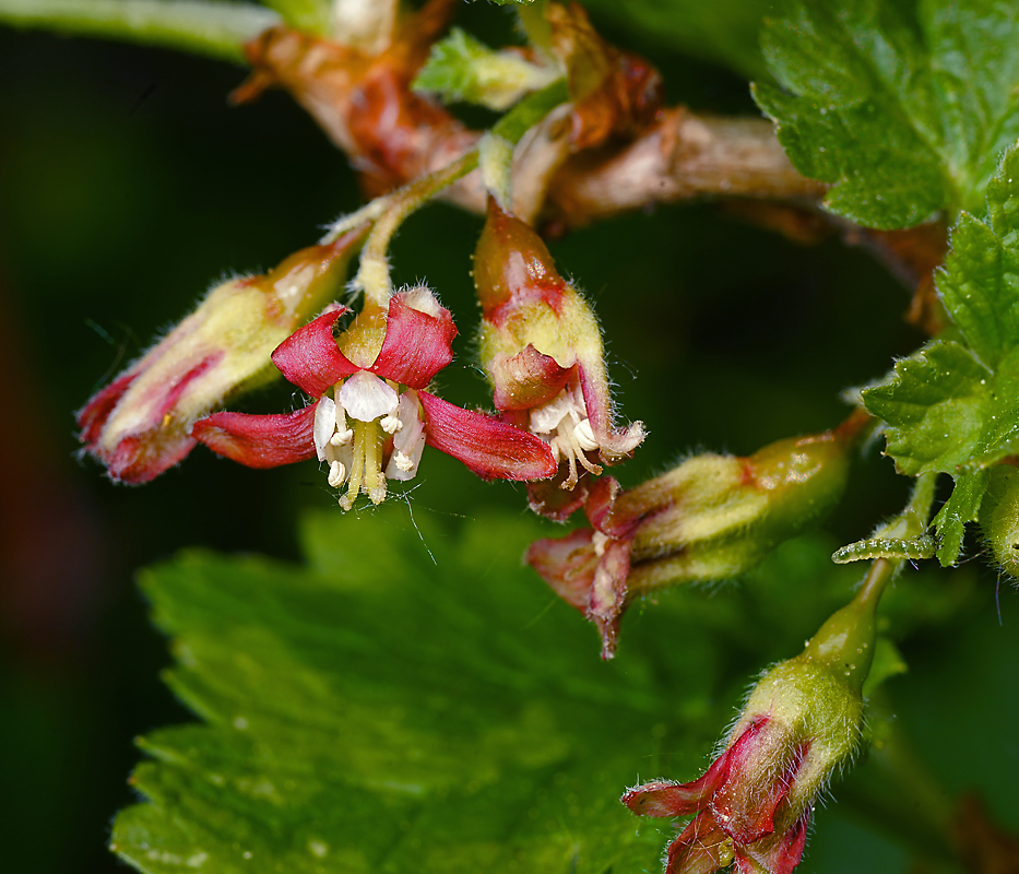 Изображение особи Ribes &times; nidigrolaria.