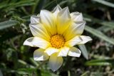 Gazania × hybrida. Соцветие. Израиль, г. Тель-Авив, набережная. 07.04.2018.