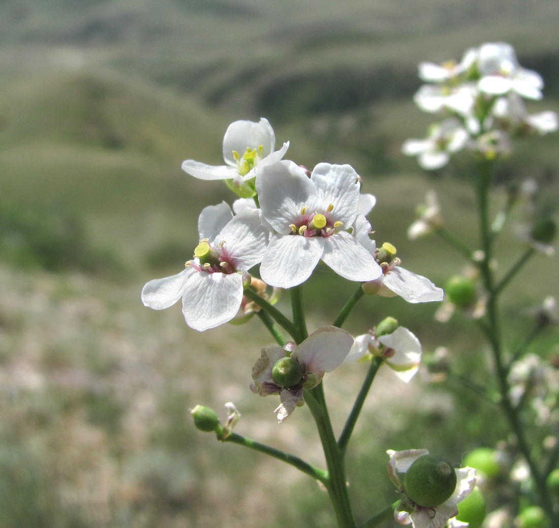 Изображение особи Crambe gibberosa.