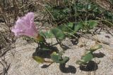 Calystegia soldanella