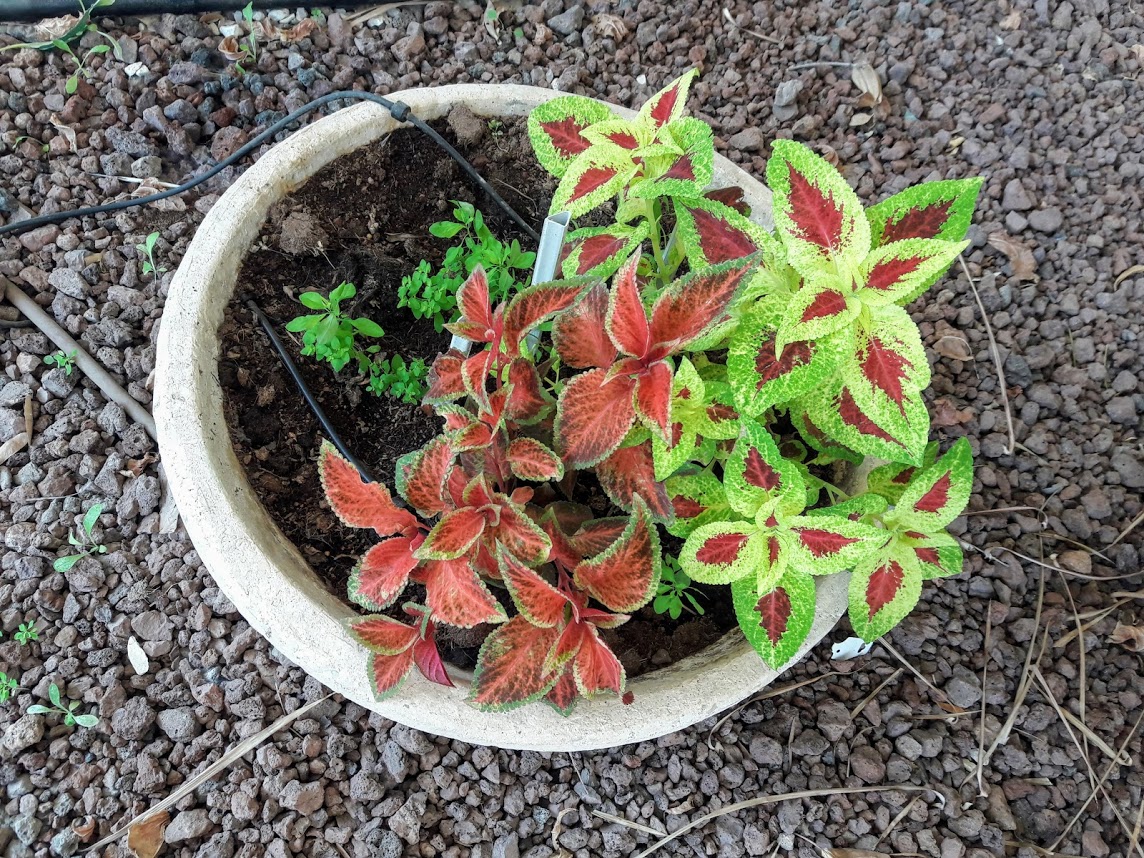 Изображение особи Coleus scutellarioides.