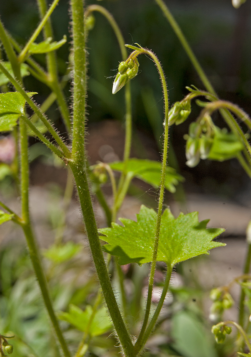 Изображение особи Saxifraga hirsuta.