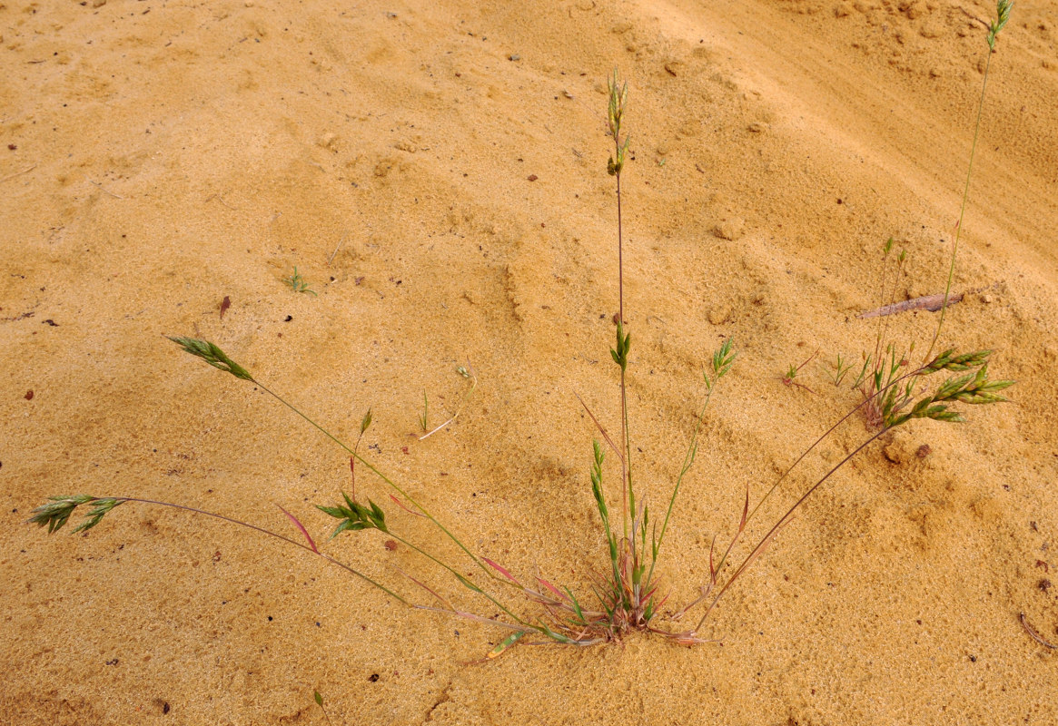 Изображение особи Bromus hordeaceus.