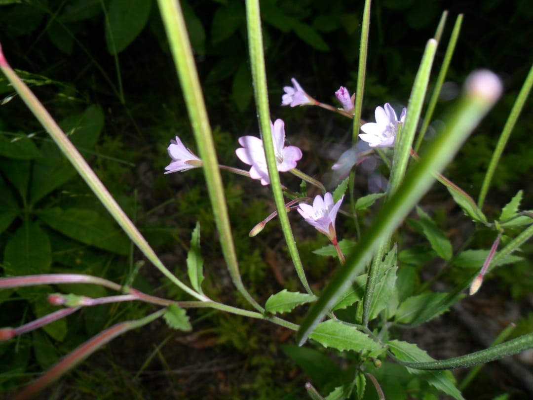 Изображение особи род Epilobium.