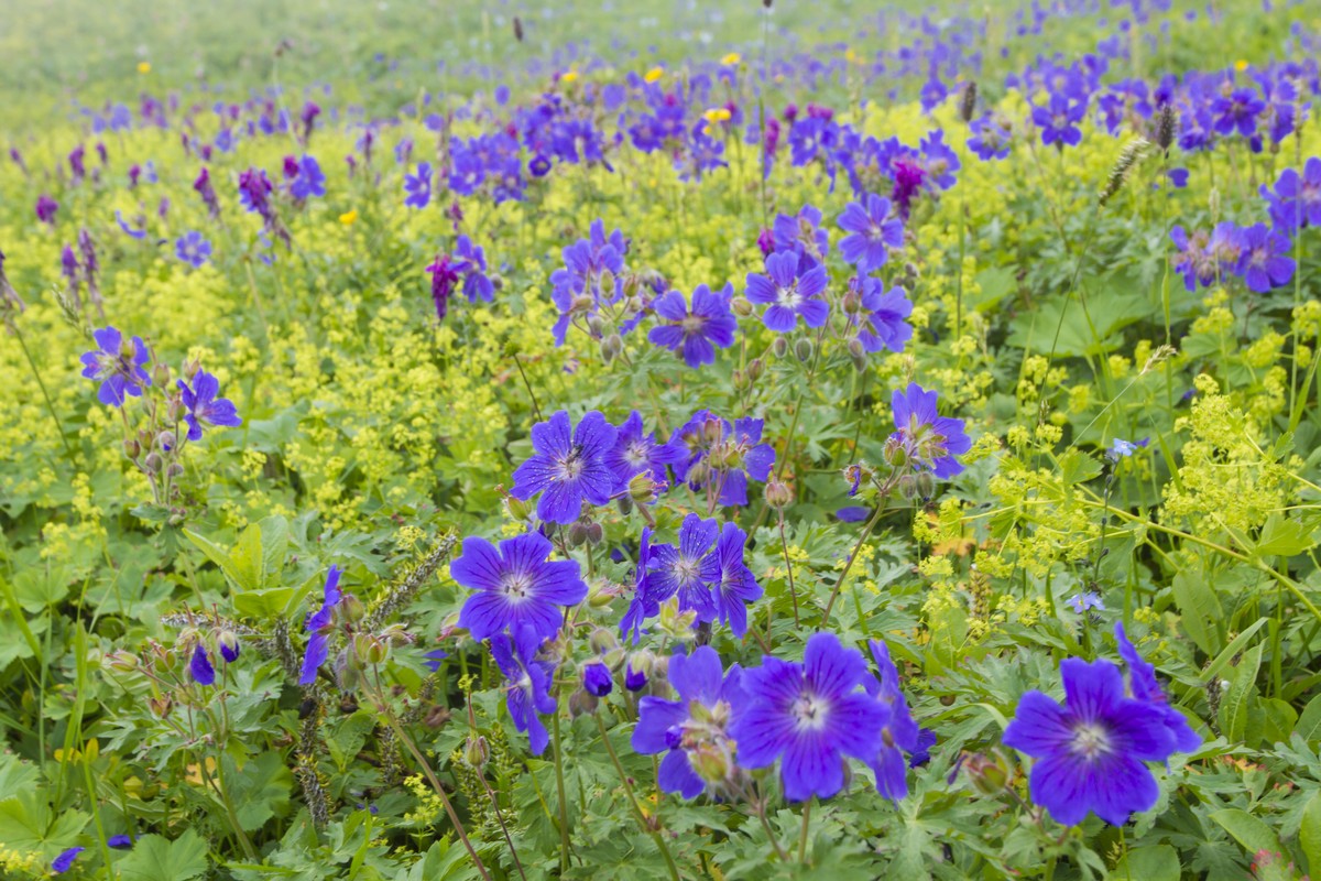 Изображение особи Geranium gymnocaulon.