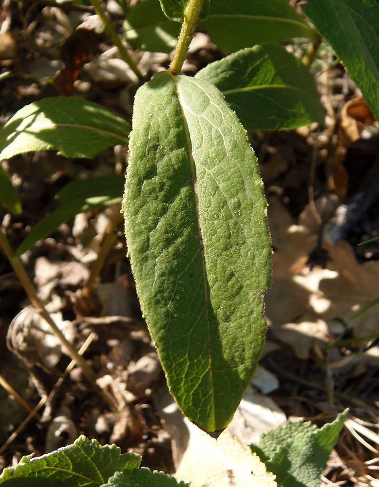 Изображение особи Inula salicina.