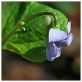Viola epipsila